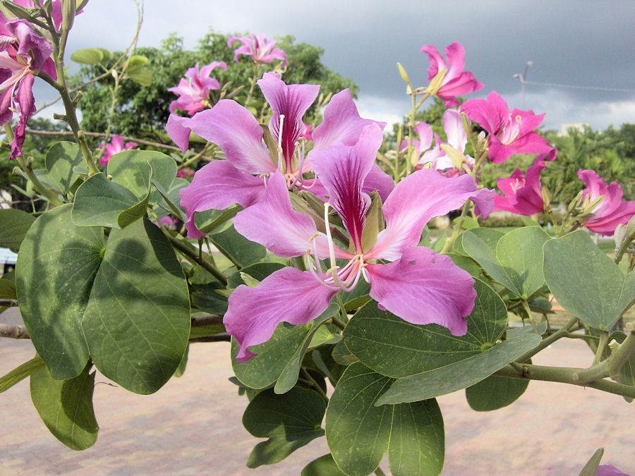 Tropical flowers